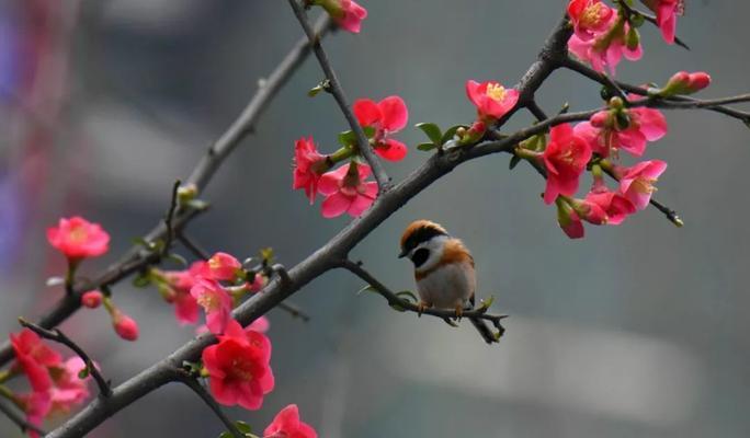 花语寓意（探秘虎尾草的花语之意）