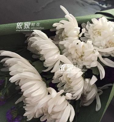 白菊花的花语（净化身心，纯洁无暇）