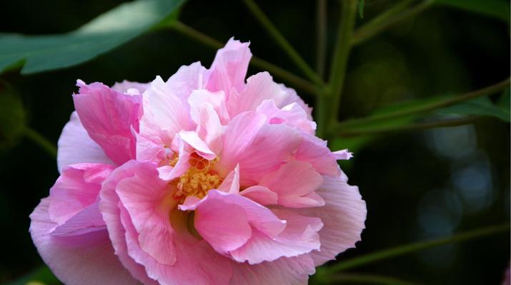 木芙蓉花语（探寻木芙蓉的历史、文化及象征意义）