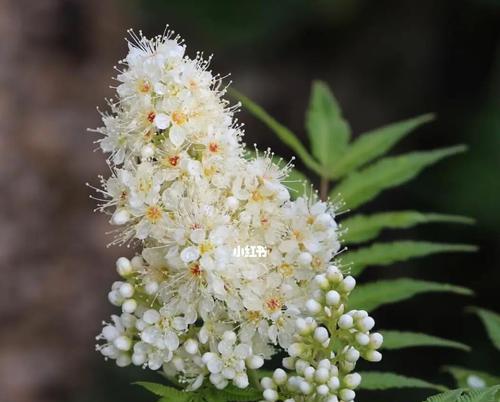 珍珠梅花语（白玉兰般清雅、雪莲似纯洁——珍珠梅花的象征意义与文化价值）