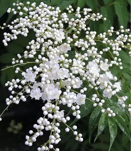 珍珠梅花语（白玉兰般清雅、雪莲似纯洁——珍珠梅花的象征意义与文化价值）