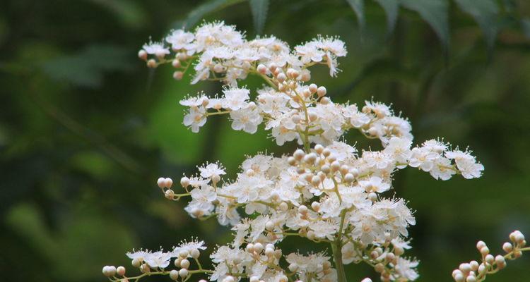 珍珠梅花语（白玉兰般清雅、雪莲似纯洁——珍珠梅花的象征意义与文化价值）