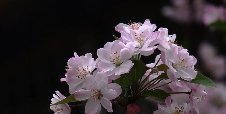 海棠花的花语与传说（缘起传说，寓意深长的海棠花）