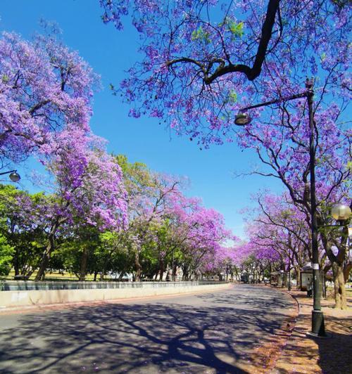 蓝楹花花语——坚韧与美丽并存（蓝楹花的象征意义及文化背景）