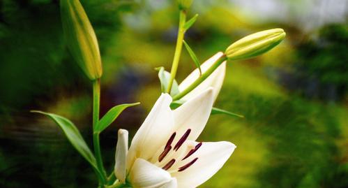 百合花的含义与象征（探究百合花的文化内涵）