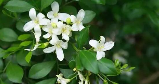 九里香的花语——传达情感与美好（了解九里香的花语，传递美好情感的重要性）