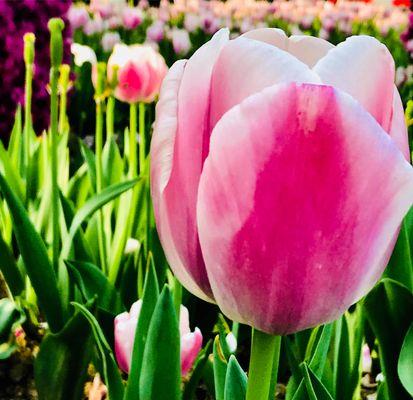 郁金香花语大揭秘（探索不同颜色郁金香的花语之谜，揭示爱情、友谊、美好生活的寓意）