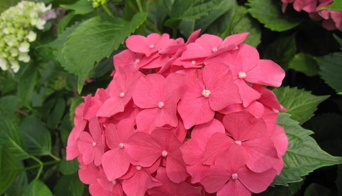 八仙花花语传说（八仙花的神话故事和象征意义）