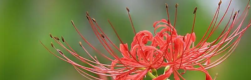 探秘彼岸花的神秘代表意义（诠释这朵花的卓越品质，揭示其无尽魅力）