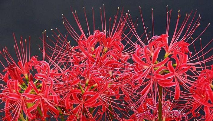 探秘彼岸花的神秘代表意义（诠释这朵花的卓越品质，揭示其无尽魅力）