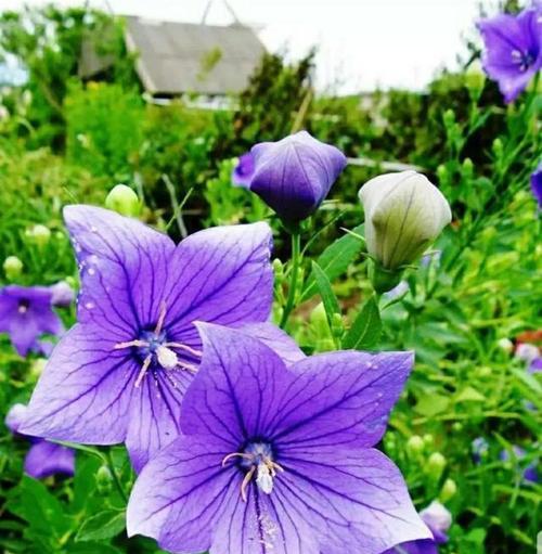 铃铛花花语揭秘（铃铛花的花语和寓意，给你最真切的祝福）