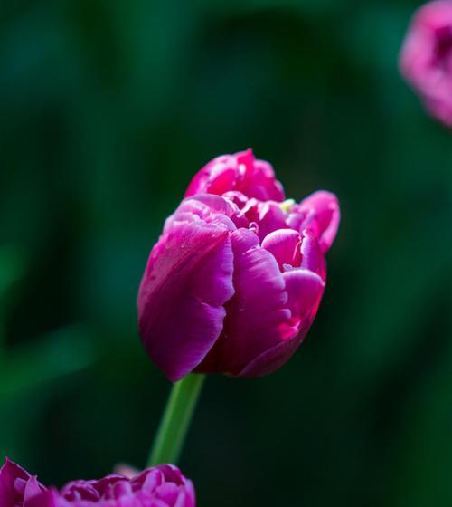 深情不语——黑色郁金香花语（表达忧郁的情感，诠释深沉的情感）