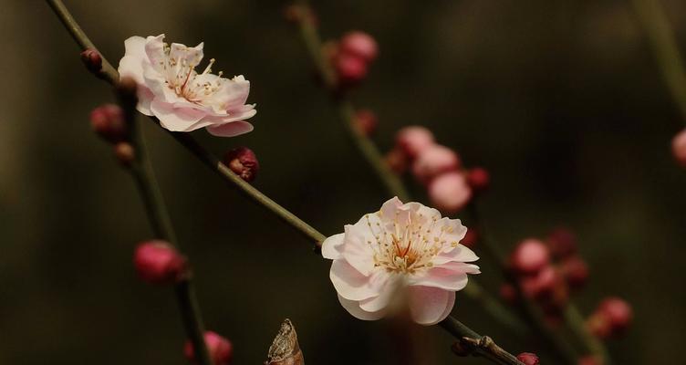 梅花的寓意与含义（探寻梅花的美丽和文化内涵）