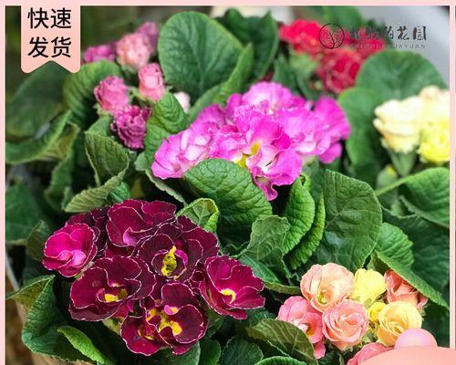 春意盎然，樱花绽放（重瓣、冬樱、樱花草的花语与特点）