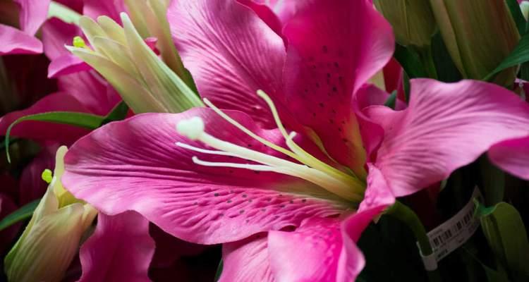 送女人百合花的含义与文化背景（解读百合花的浪漫与神秘，送花不只是表达爱意）