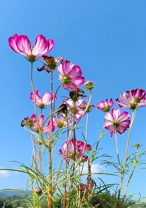 格桑花花语，感受藏族文化之美（唯美的花语传承着深厚的文化底蕴，藏族文化中的精髓）