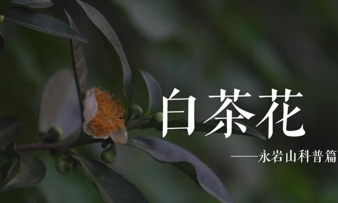 白茶花——恬静优雅的花语（品味白茶花的深意，悟出生命之美）