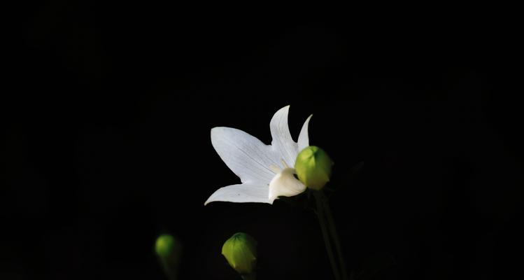 洋桔梗花语之白色花的美丽与祝福（探秘洋桔梗的花语，感受白色的深邃与神秘）