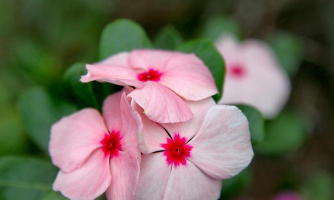 长春花的花语（寓意深远的长春花，你了解吗？）