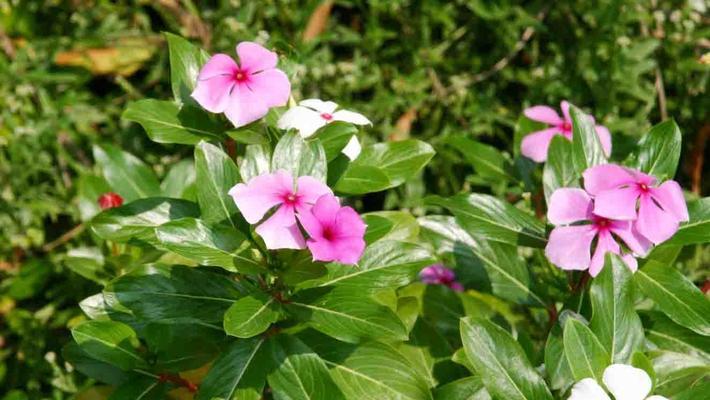 长春花的花语（寓意深远的长春花，你了解吗？）