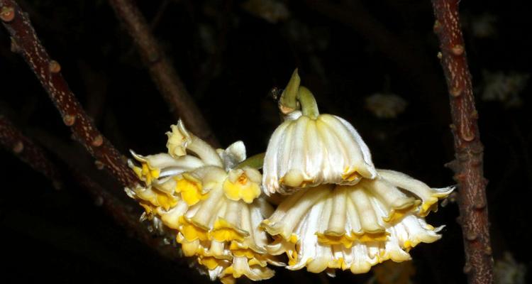 结香花的花语及寓意（传递爱和真诚的象征）