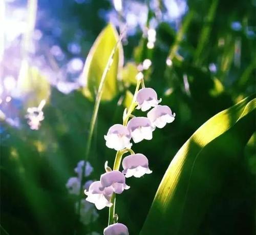 铃兰花语大全——浪漫花卉的诠释（探寻铃兰的寓意与象征，了解其文化内涵）