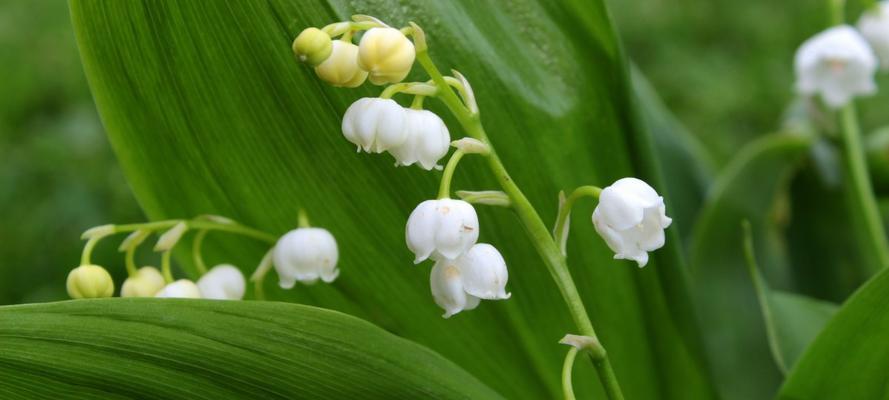 铃兰花语大全——浪漫花卉的诠释（探寻铃兰的寓意与象征，了解其文化内涵）