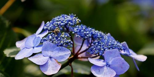 绣球花的花语（了解花语，品味花香）