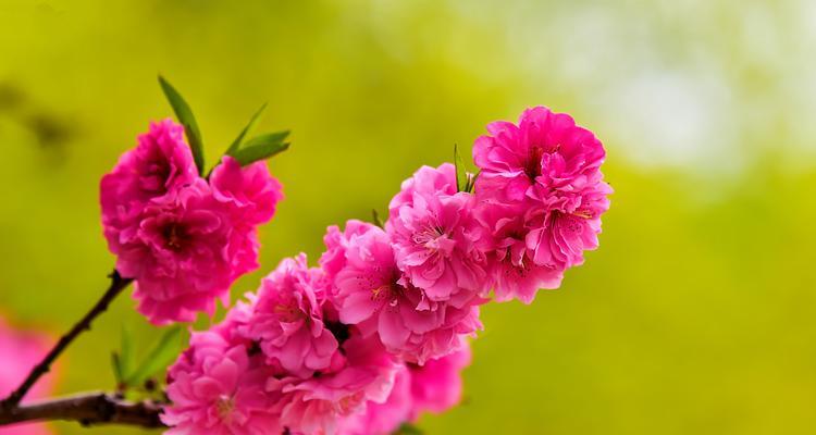 桃花之语（细述桃花花语的含义和文化背景，探索其在人们生活中的意义和作用）