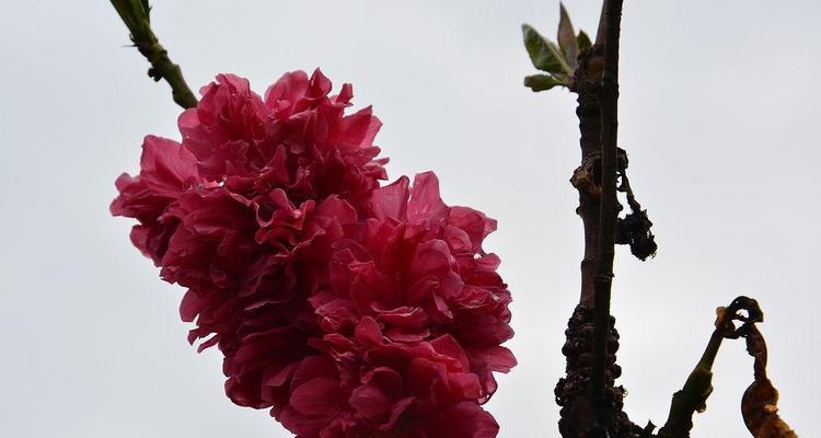 桃花之语（细述桃花花语的含义和文化背景，探索其在人们生活中的意义和作用）