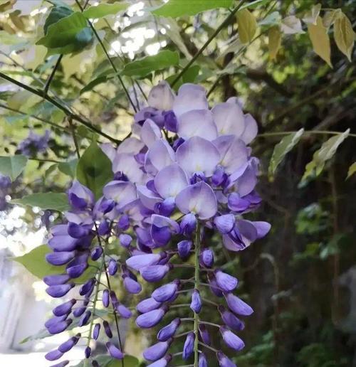 《紫藤花——梦幻的花海》（寓意高远，花语多姿，探秘紫藤花的神秘面纱）