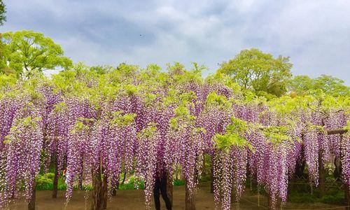 《紫藤花——梦幻的花海》（寓意高远，花语多姿，探秘紫藤花的神秘面纱）