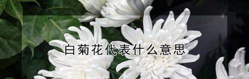 白菊花的寓意与花语（揭秘白菊花所代表的美好含义）