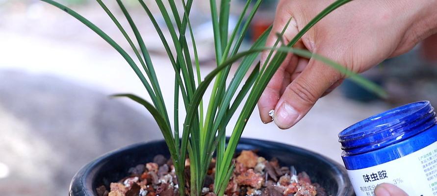 如何种植兰花（兰花栽培技巧与注意事项）