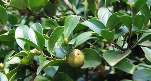 油茶树的适土性及种植技巧（探寻油茶树的适生环境，让种植更加得心应手）