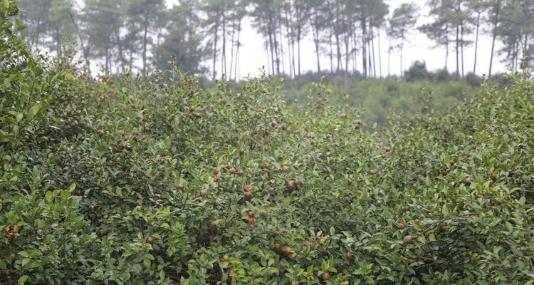 油茶树的适土性及种植技巧（探寻油茶树的适生环境，让种植更加得心应手）