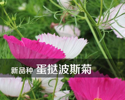 波斯菊种子的种植方法（从选种到成熟，一步步教你种植波斯菊）