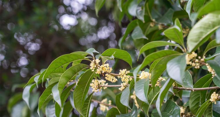 让你门前更美丽——在大门左右种上桂花树（桂花树的魅力与种植技巧）