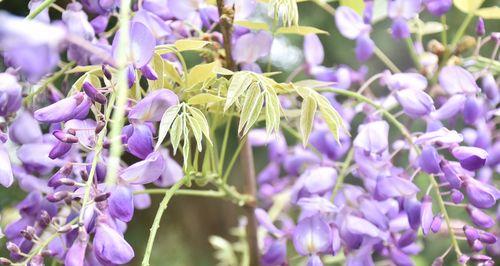 紫藤的象征意义（芳香而高贵的紫藤，它代表着什么？）