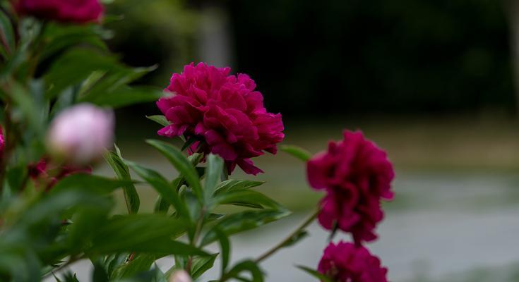 春天种植芍药的技巧（品种选择、土壤准备、种植时间、浇水施肥、修剪管理等关键步骤）