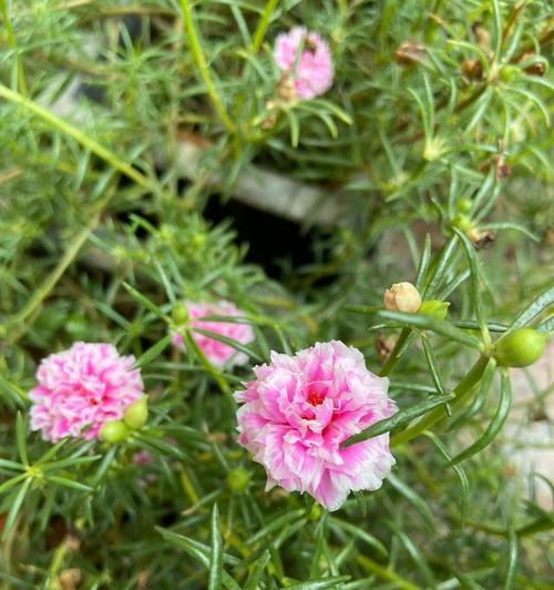 重瓣太阳花种植方法全过程（打造美丽花园，重瓣太阳花是不错的选择）