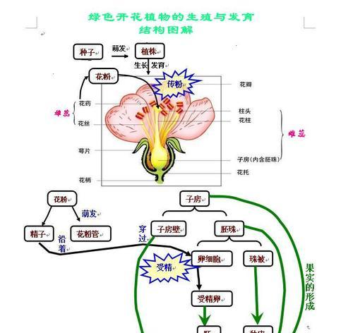 探究植物的传粉和授精过程（了解自然界生殖的神秘力量）