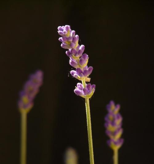 了解薰衣草（了解薰衣草的外貌、生长环境和神奇功效）