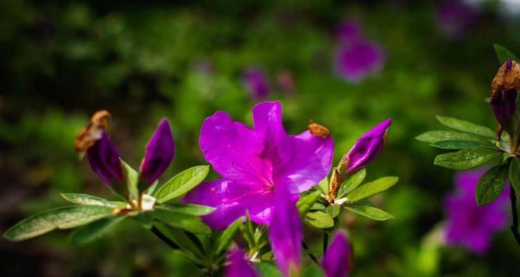 杜鹃花的含义（揭秘花中的文化符号）