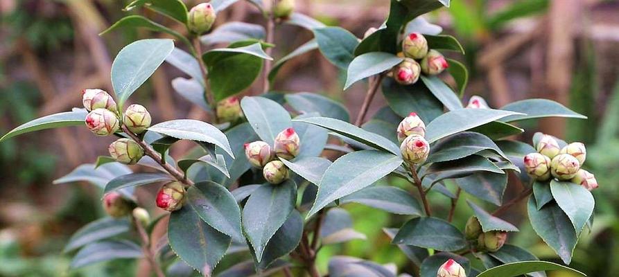 山茶花养殖技术详解（从选地、育苗、施肥到病虫害防治，一文带你轻松种出漂亮的山茶花）