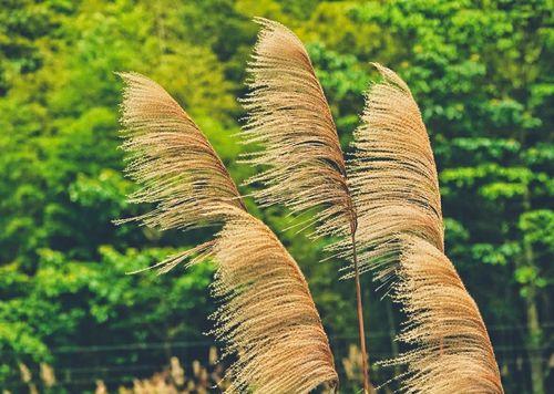 芦苇（探索芦苇的花语及其用途）