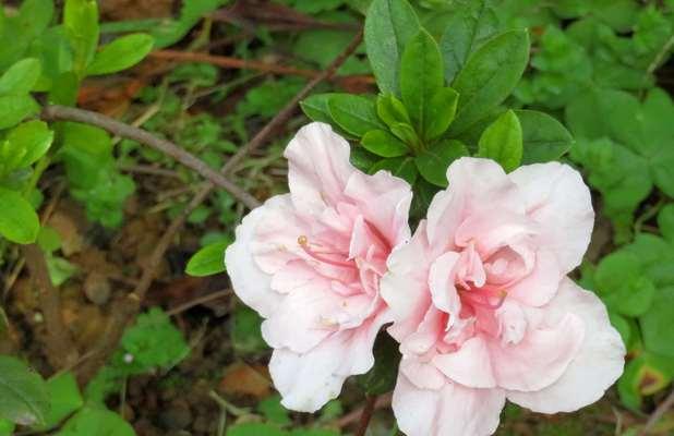 花语系列——杜英花的花语（诠释爱情、恋爱和忠诚的美丽花朵）