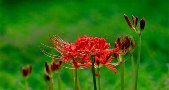 曼陀沙华花语大揭秘（解读曼陀沙华花语，感受它的美丽与神秘）