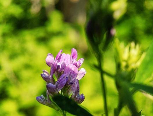 探秘苜蓿花语（揭开苜蓿花背后的神秘面纱）