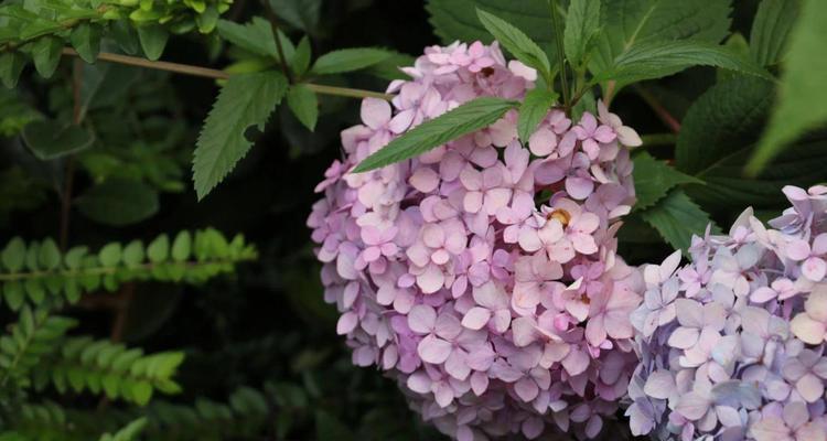 解读绣球花的花语（探寻绣球花的神秘意义）